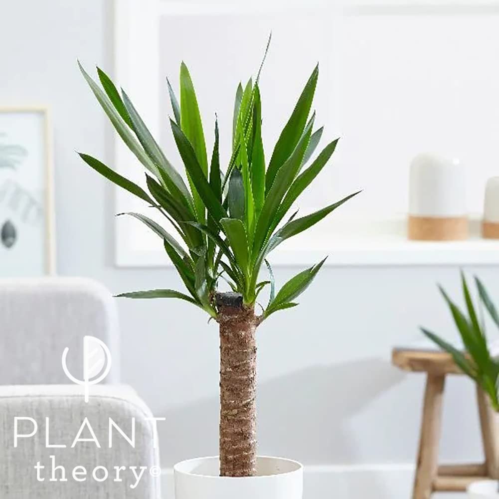 Plant Theory 35cm Yucca Elephantipes Spineless Yucca Indoor Elephant Plant Indoor Houseplant 11cm Pot