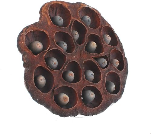 Miniatura 2 de NWFashion 5 cápsulas de loto artificiales con filtro de jarrón decorativo (2.4-3.1 in)