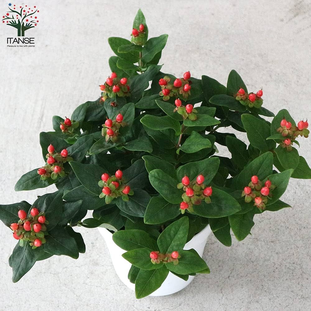 ヒペリカム　オーガニック　苗　赤い実 Amazon.co.jp: ヒペリカム ジュエリールビー5号鉢【品種で選べる