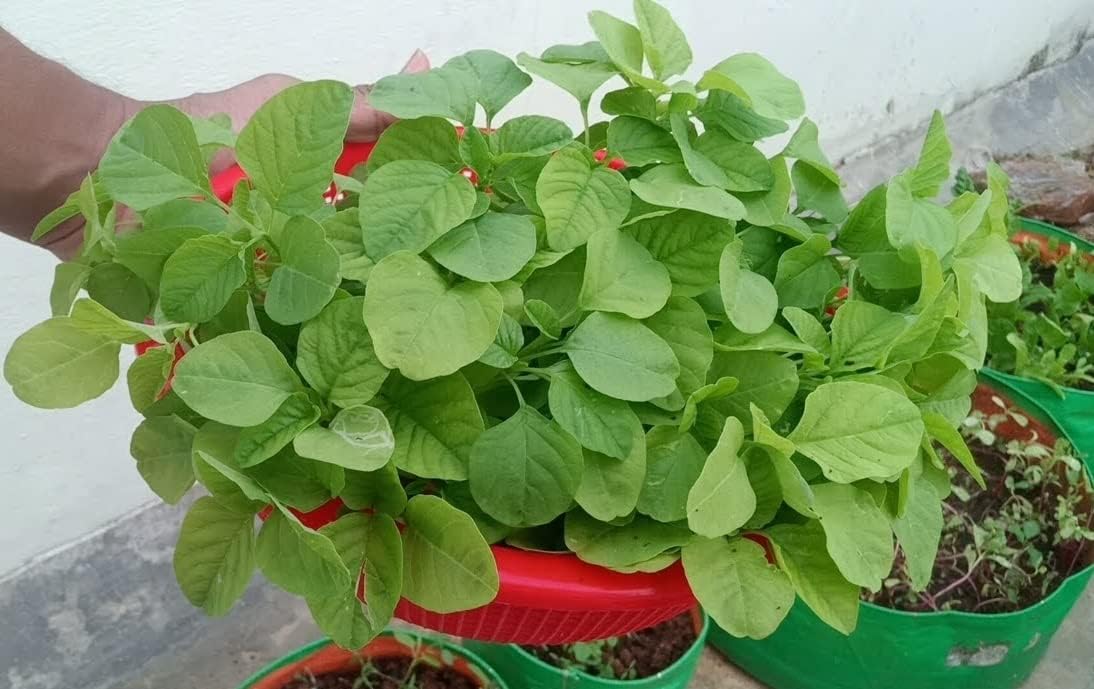Amaranth Seeds - Grow Your Own Unique Greens -2