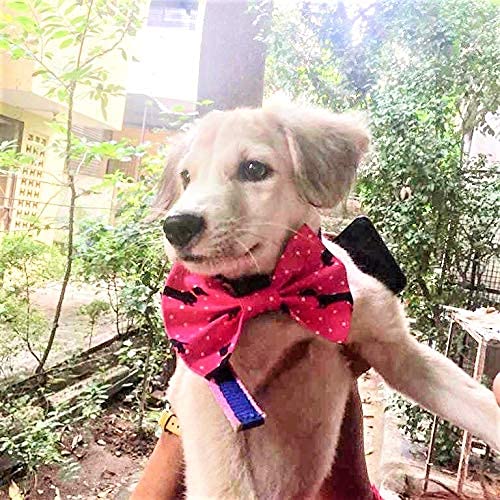 For The Fur Kids Woof Parade Dog Bow Tie: Summer Accessories for Pets (Pink) (B07XGD2GLF) Amazon Price History, Amazon Price Tracker