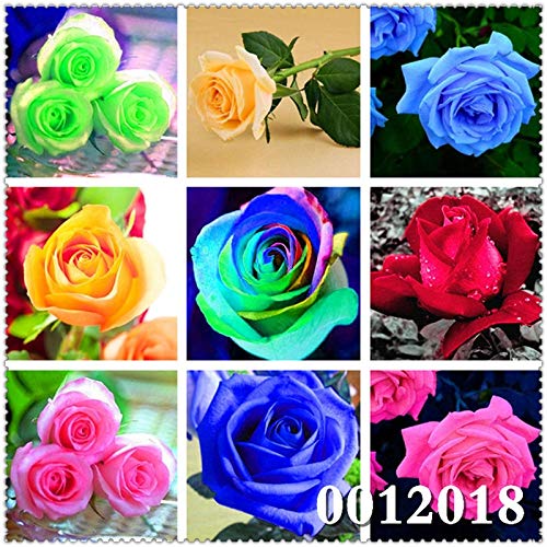 LLAVORS Cushy: 100 Plantes PC Rose fragante jardins de flors forten, Drac ES va aixecar, simples Sembra a Casa i Jardí Bonsai: 22 - Afbeelding 3