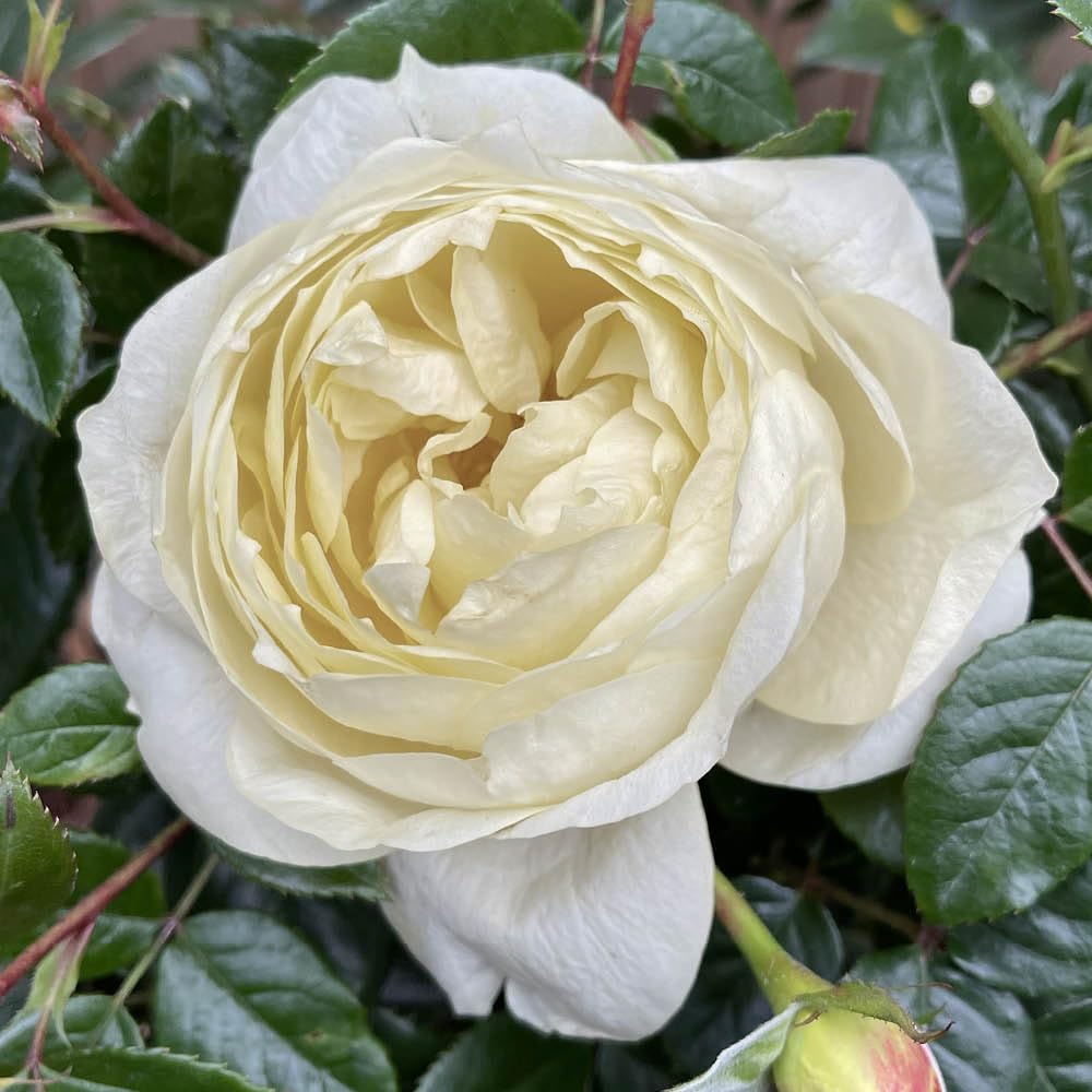 Yougarden Cream White Harkness Roses Emma's Rose, Floribunda White Cream, 4 Litre Potted Plant, Fragrant Garden Colour, Ready To Plant