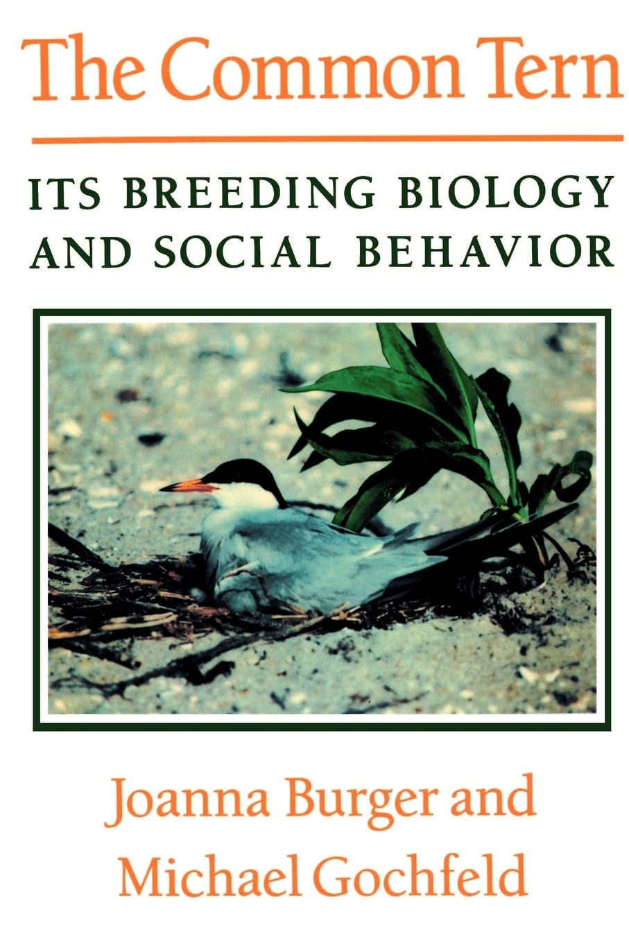 The Common Tern: Its Breeding Biology and Social Behavior