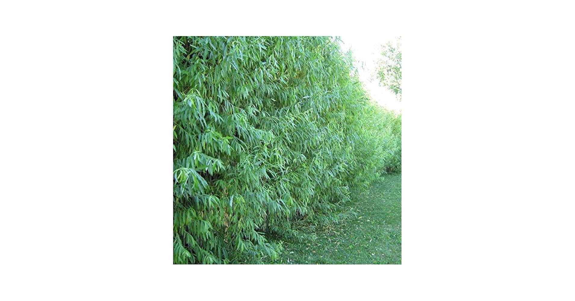 Amazon.com : 13 Hybrid Willow Austree Cuttings Starts Fast