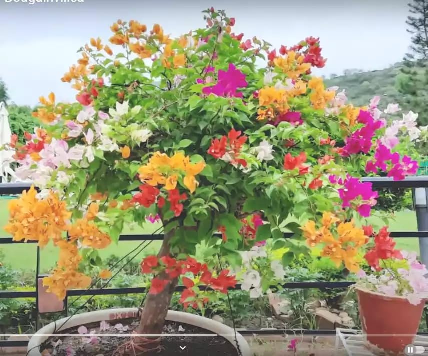 Grafted Bougainvillea Plant (Multicolour flowers) (B0CX9GR64K) Amazon Price History, Amazon Price Tracker