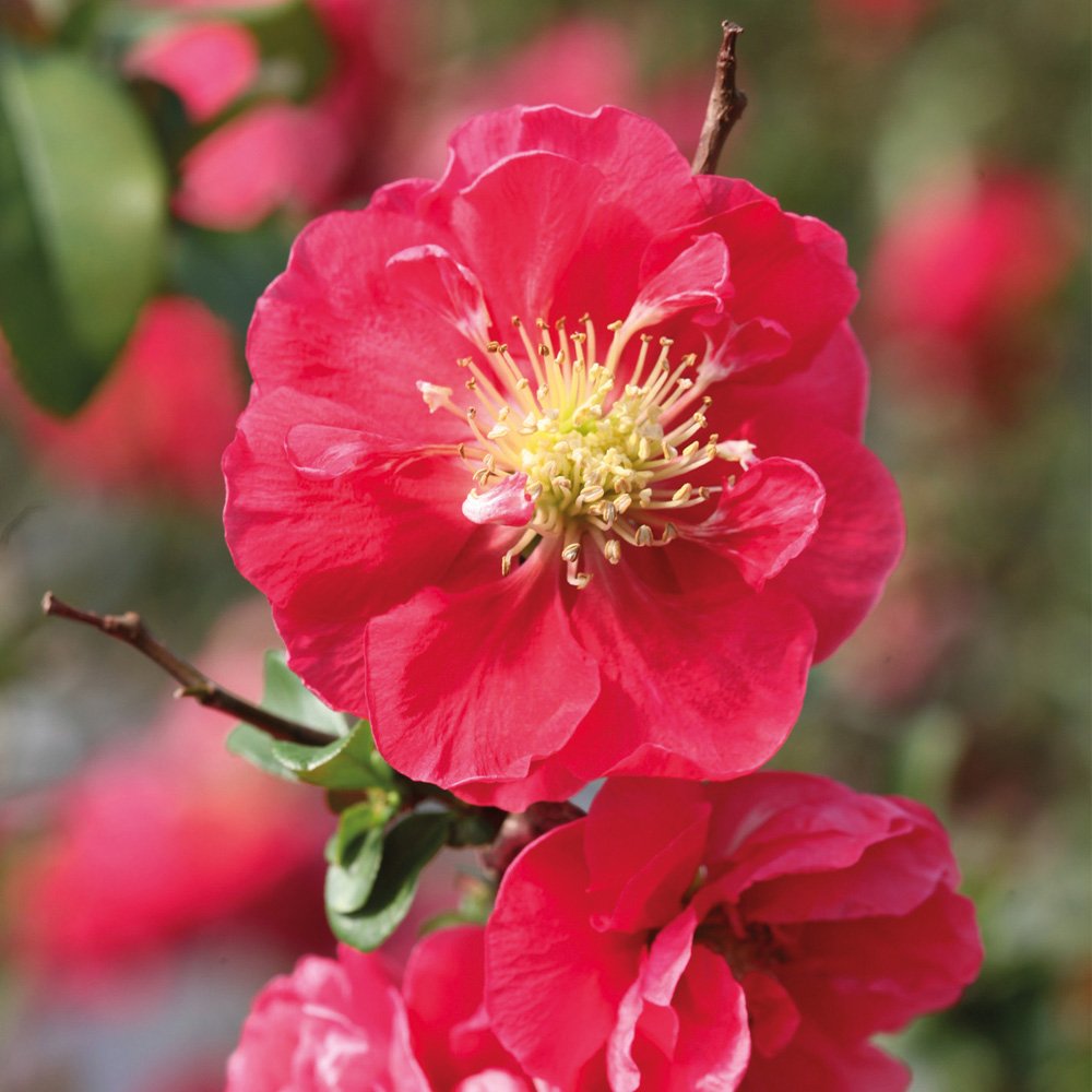 Chaenomeles speciosa ‘Double Take™ Pink’ 3 Litre Pot x 1 (Flowering Japanese Quince) (Pink Storm)