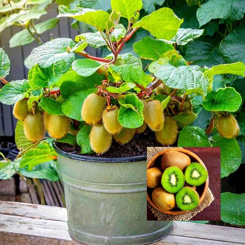 Kiwi hybrid live plant with fruit (Pack of 2 Healthy live plant)-image-28