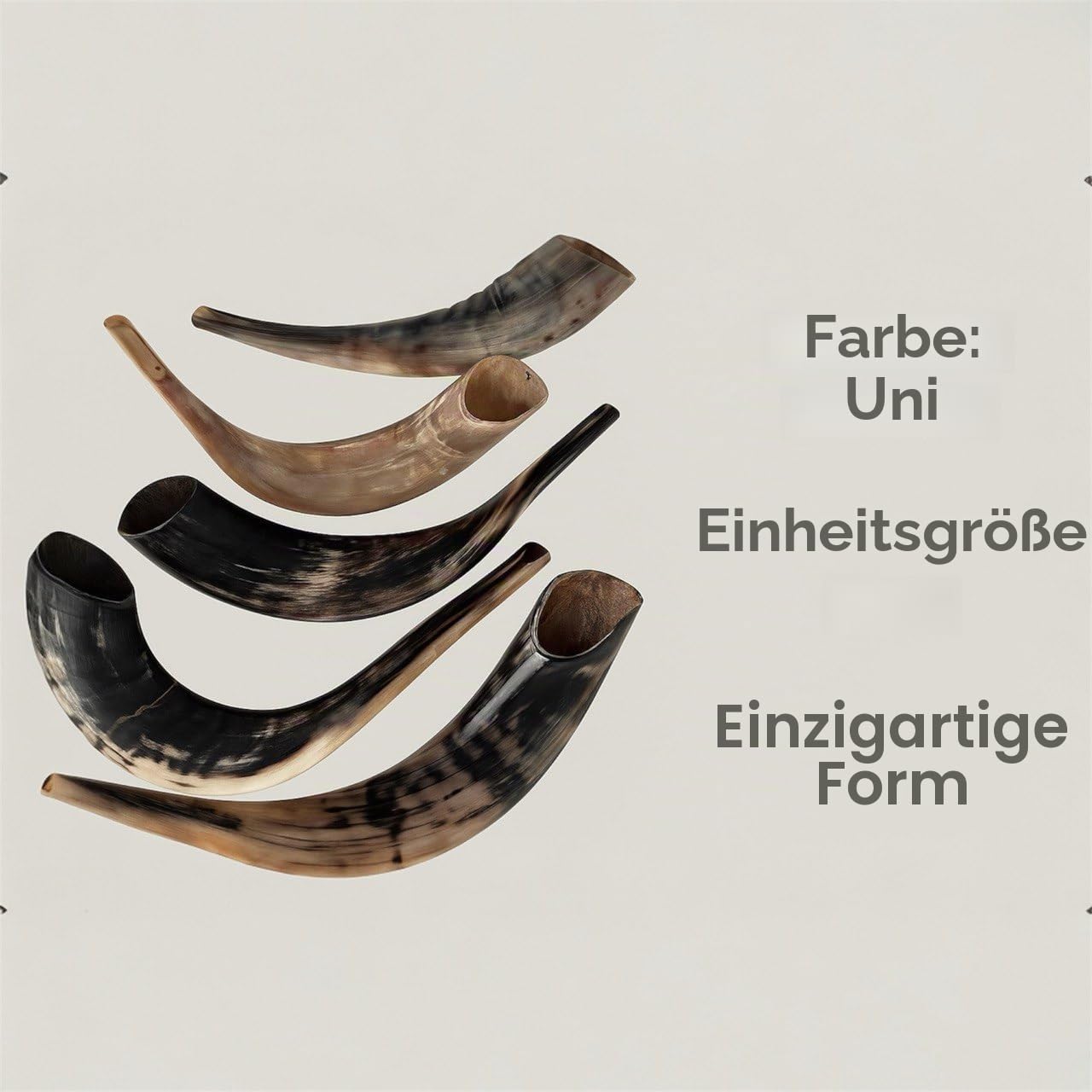 Schofar: Authentischer und koscherer polierter Ramhorn-Schofar aus Israel (30,5 cm – 35,6 cm)