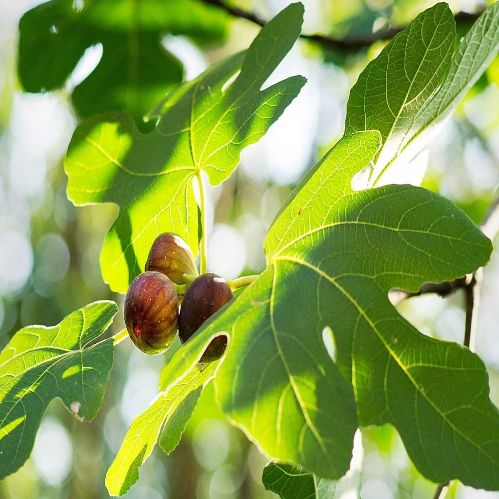 TENDER LEAVES Turkey Brown Fig Plant,Dwarf Fig Fruit Plant ., Smyrna variety Cluster Racemosa Hybrid Fruit Plant Easily Grow At Terrace And Balcony At Home Early Fruiting Plant 24-28 In GROW-BAG. (B0CZB9YJMK) Amazon Price History, Amazon Price Tracker