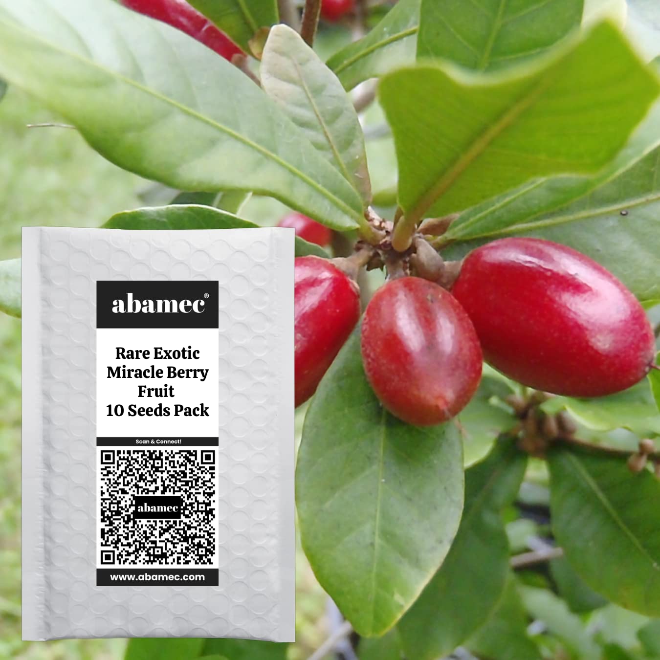 abamec Exotic Miracle Berry Fruit Tree, Synsepalum Dulcificum, Miracle Tree Growing Seeds for Gardening - 10 Seeds (B09Z6MXVML) Amazon Price History, Amazon Price Tracker