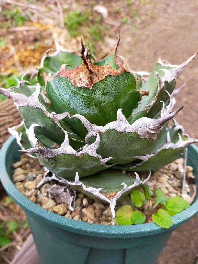 アガベ チタノタ オテロイ シーザー トップねじれ ♯4 アガベ チタノタ