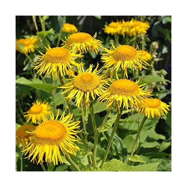Alant - Inula helenium - Bienenweide - Zier- / Arzneipflanze - 200 Samen