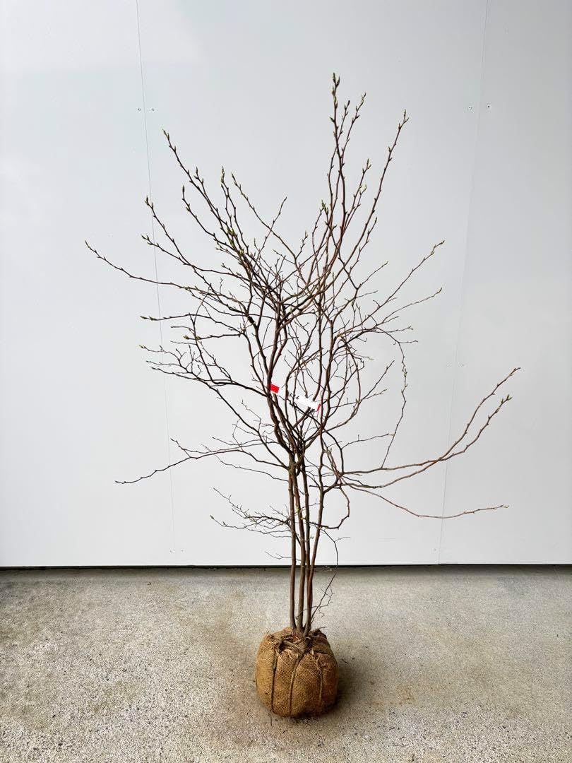 優雅で繊細な樹形 希少 ナツハゼ 節約 株立 樹高1.3m位 良品