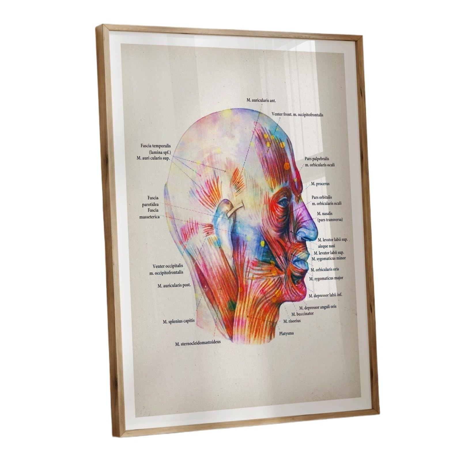 1 Szt. Bezramowa Akwarela Anatomia Człowieka Mięśnie Zestaw Plakatów Etykiety Wszystkie Idealne Dla Lekarzy Kliniki Masażu I Docto(ST43-1,55x75cm)