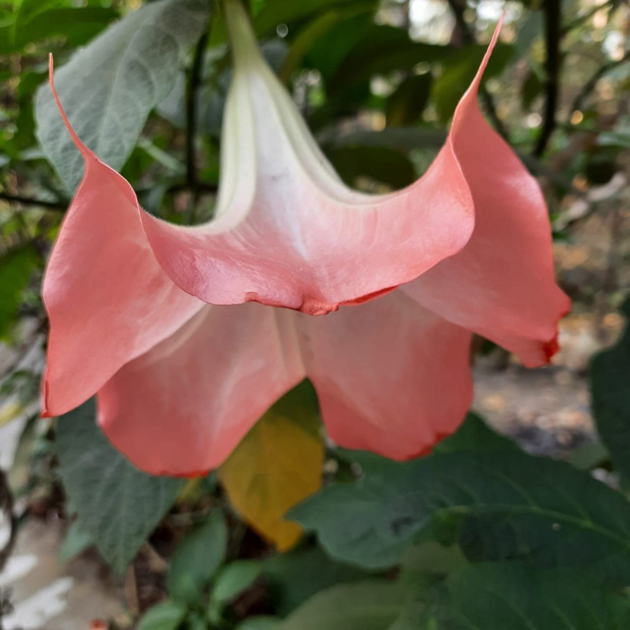Linaa Fragrant Pink Datura Angels Trumpets 1 Live Plant (B0BCZ2XB4C) Amazon Price History, Amazon Price Tracker