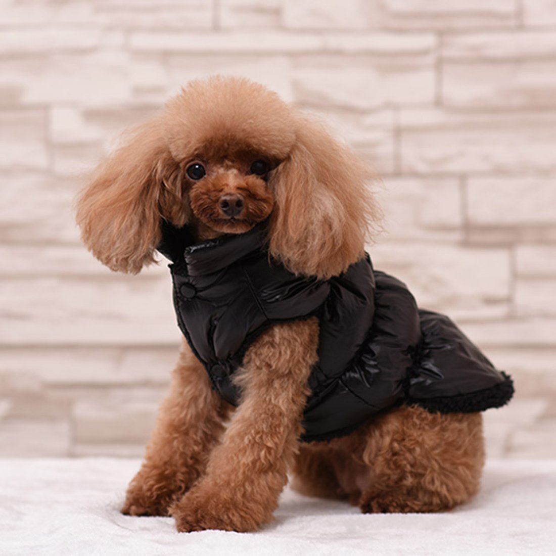 Clothes Winter Coats For Standard Poodles Standard Poodle Dog
