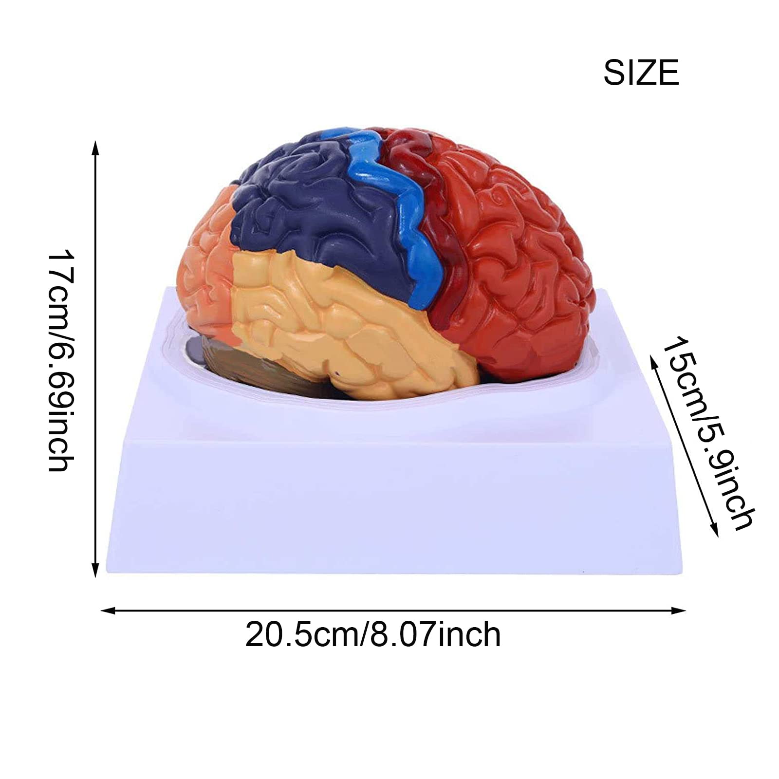Modele dydaktyczne z zakresu biologii, Anatomiczny 2-częściowy model mózgu, kodowany kolorami, naturalnej wielkości, anatomiczny człowieka z podstawą ekspozycyjną