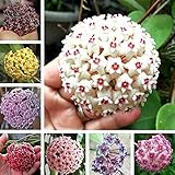 CHUXAY GARDEN Mix Hoya Carnosa-Porcelainflower,Wax Plant 200 Seeds Hardy Apocynaceae Flowering Plant Houseplant Sweetly Scented Flowers White Pink Yellow Green Heirloom Decor Garden