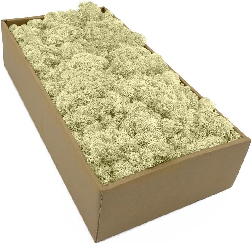 Islandmoos, Kunstmoos Für Basteln, Moosbild Basteln, Farben/Echtes Konserviertes Haltbares Natur Moos Zum Moosbild Basteln/Deko Und Modellbau Weihnachtsdeko (Naturweiß,500g)
