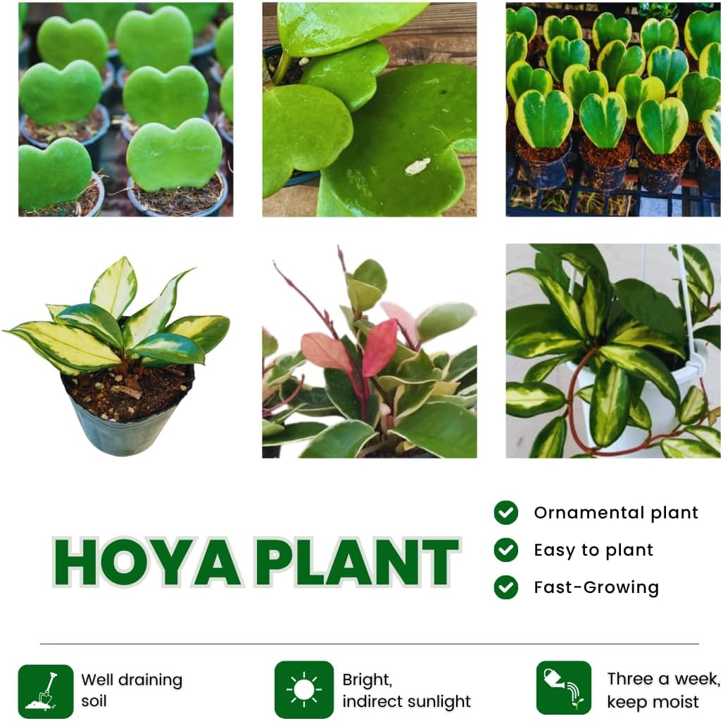 Combo 2 Hoya Live Plants, Hoya Kerrii Heart Plant, Hoya Carnosa Tricolor Houseplant Indoor Planting 4-7 Inch Tall