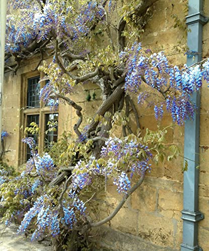 Blue Wisteria Seed Perennial Climbing Flower Vine Shrub 15 Seeds