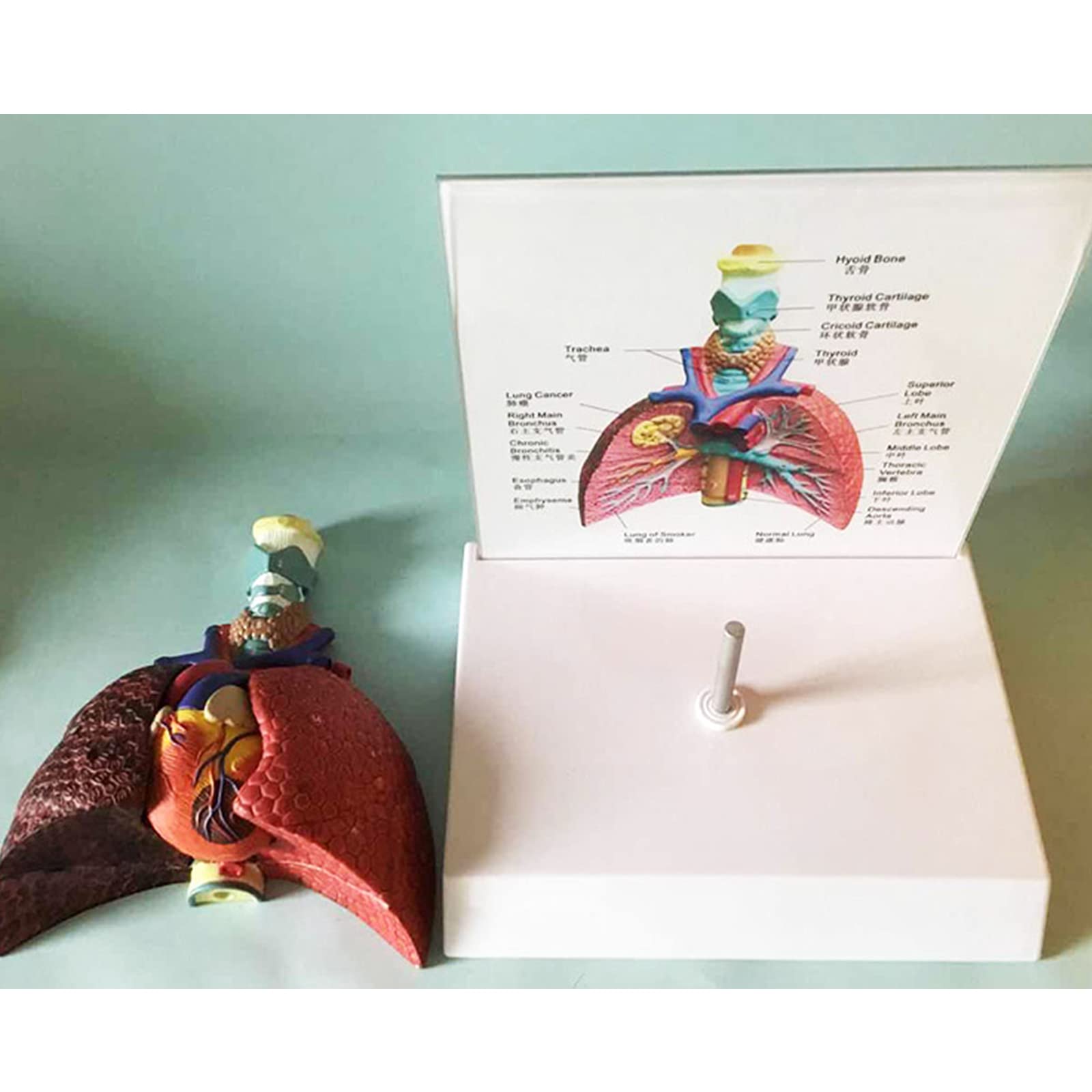 Modelos anatómicos, Modelo de laringe, corazón y pulmón, sistema respiratorio humano, modelos médicos garganta, modelo PVC, apoyo educativo