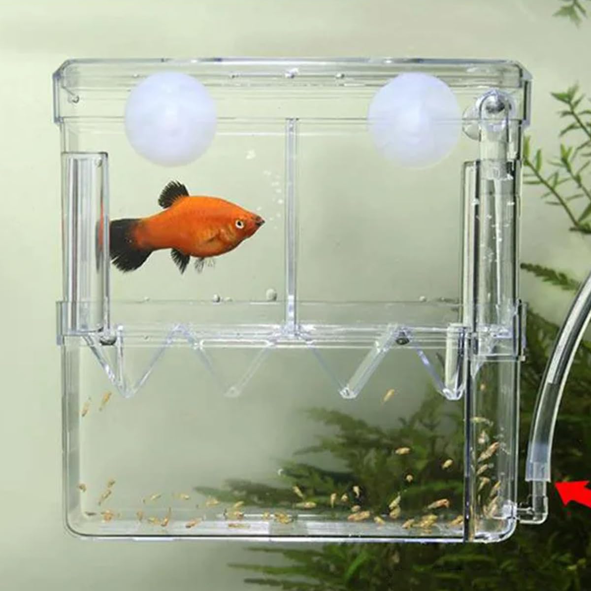 Amazon | 水槽用 繁殖隔離ボックス 産卵箱 2段式2箇所 産卵ケース 透明 Amazon | 水槽用 繁殖隔離ボックス 産卵箱 2段式2箇所 産卵ケース 透明