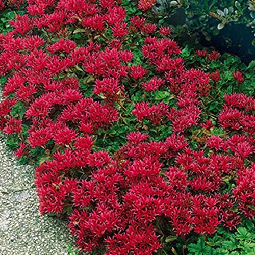 Cutdek Sedum Spurium 'Summer Glory',Succulent Ground-Cover ! Perennial Stone-Crop !(500 Seeds)