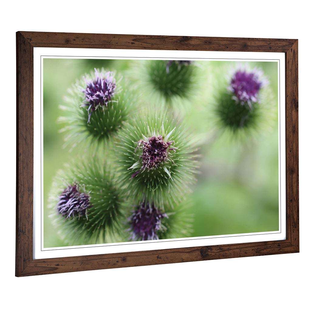 Big Box Art Framed Print of Purple Flower Globe Thistles Design | Wall Art Picture | Home Decor for Kitchen, Living, Dining Room, Bedroom, Hallway, Office, Walnut, A2 / 24.5x18 Inch / 62x45cm