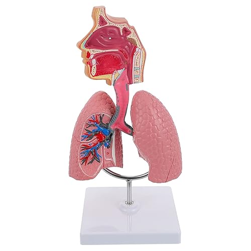 Modelo 4D, modelo de pulmón respiratorio enseñanza con cabeza y pulmones, herramientas prácticas de estudio de modelos 3D para estudiantes de