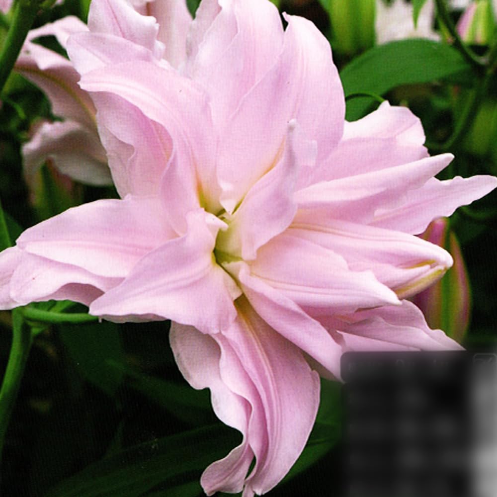 Amazon.co.jp: 「 八重咲オリエンタルリリー 球根 【 1. アミスタッド