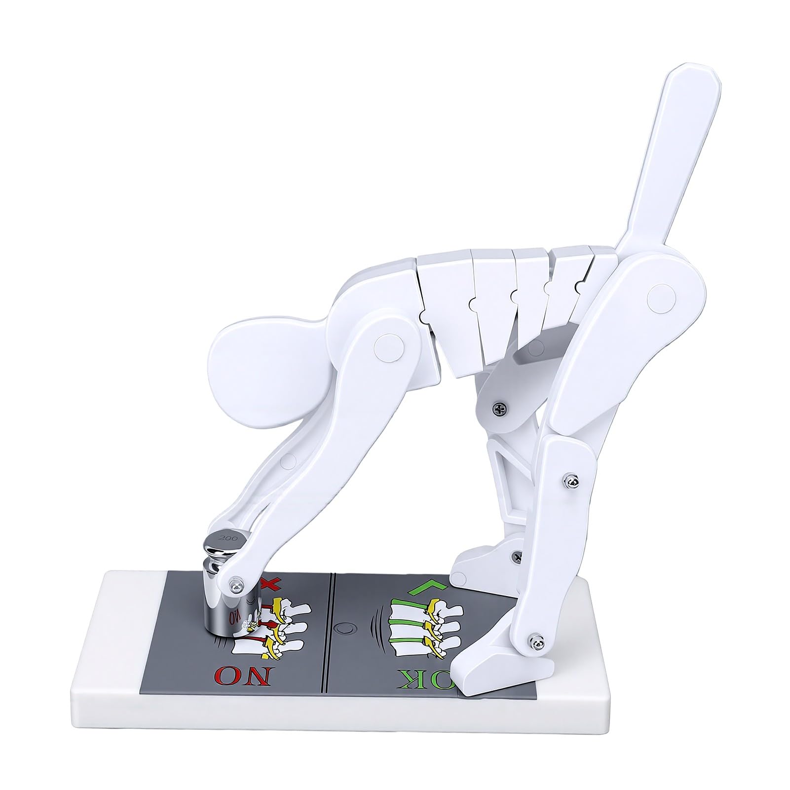 Yinhing Modello Dimostrativo di Sollevamento Pesi con Supporto di Base Modello Dimostrativo della Postura di Flessione del Corpo per L'educazione Alla Biomeccanica