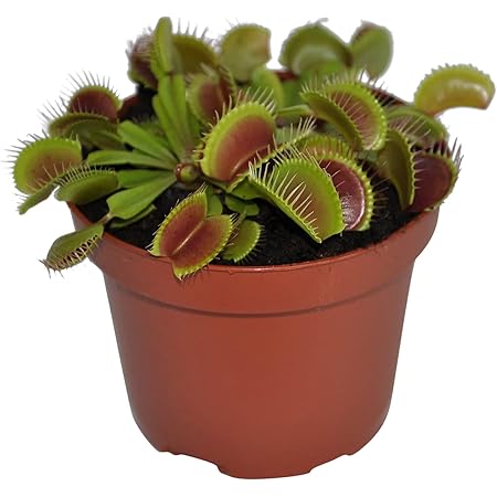 Dionaea Muscipula Attrape Mouches Plante D Interieur Carnivore Hauteur 10 15cm Pot De O 8 5cm Amazon Fr Jardin