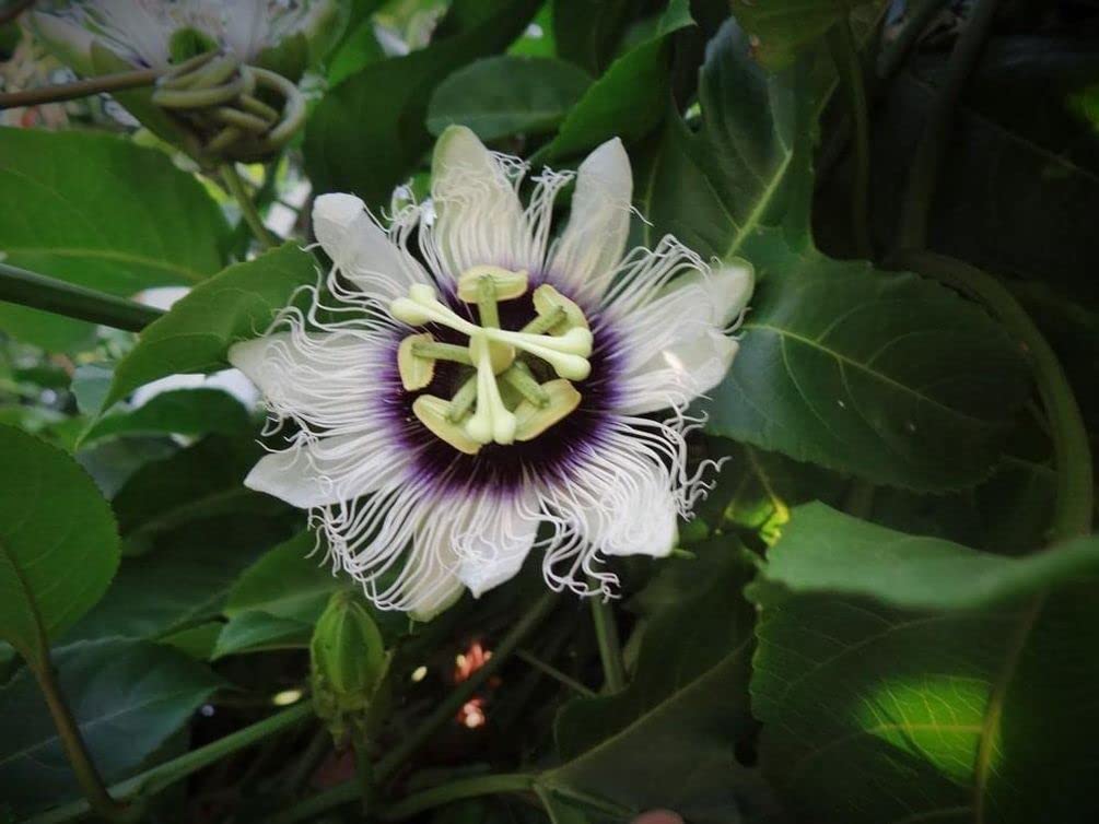 morning glory seeds eating Morning Glory, Scarlet O'Hara Seeds, 1.4g