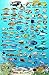 Panama Pacific Coral Reef Creatures Guide Franko Maps Laminated Fish Card