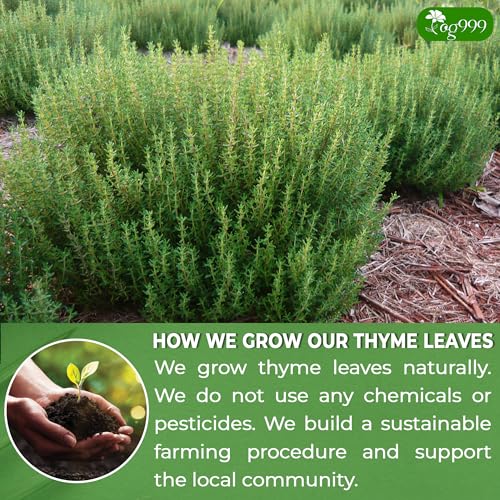 Image of TOG999, Premium 120 Thyme Leaf Tea Bags, 100% Natural & Pure. Loose Leaf Thyme Herbal Tea. No Sugar, No Caffeine, No Gluten, Vegan.