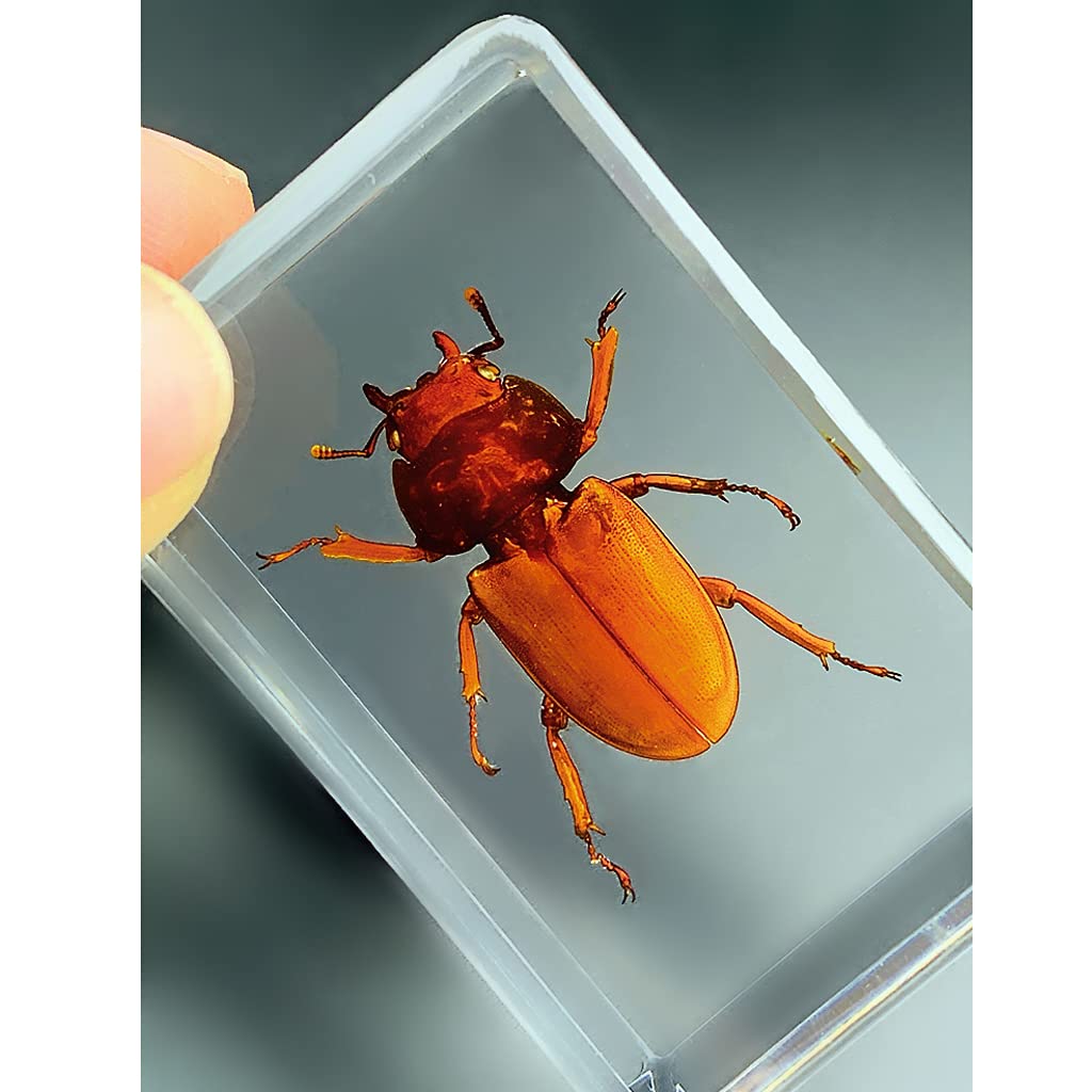 Specie di Insetti Campione Resina Set,Insetti in Resina,Giocattoli Animali Esemplare Fermacarte Collezione Bambino,Regalo di Compleanno,Giochi investigativi,Arredamento per la casa