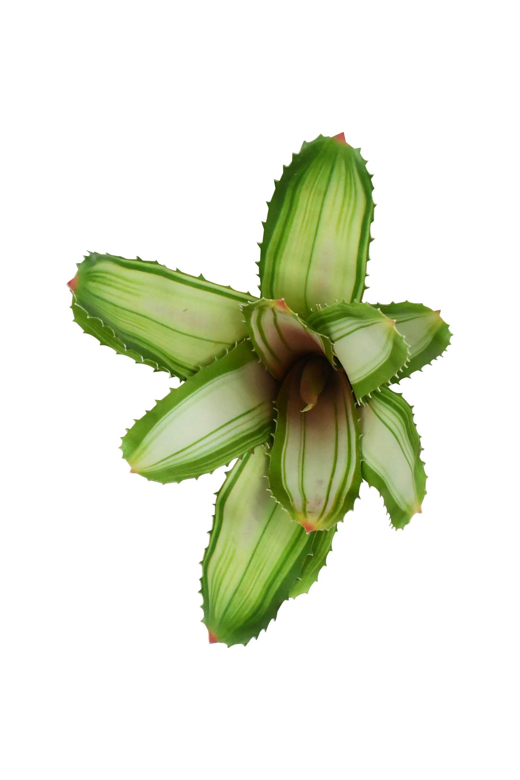 Lucky Reptile Scape it Easy Neoregelia Bromélia, plante décorative pour terrarium Blanc env. 20 cm