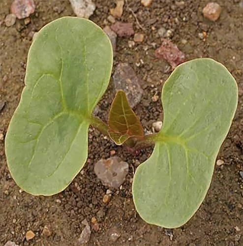 Miniatura 5 de 80 semillas de colores rotos a las cuatro en punto: tierna planta perenne que se resembra fácilmente