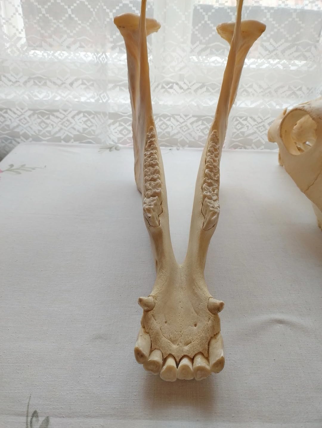 Teschio di cavallo, denti completi, tassidermia, anatomia, ricerca scientifica