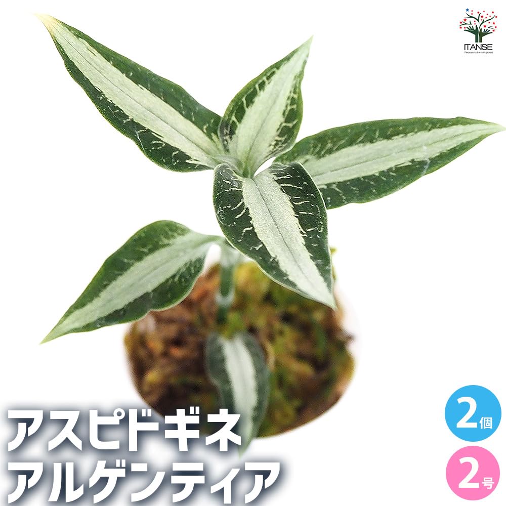 特大の天然株。山採りアズキナシ。 特大の天然株。山採りアズキナシ。