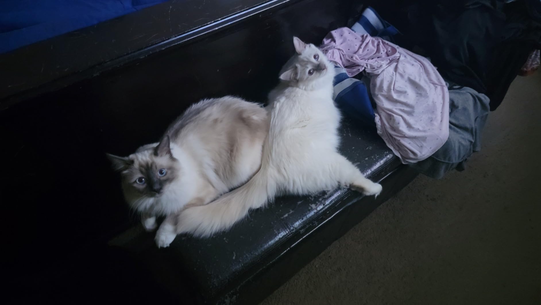 Nulo Freestyle Freeze-Dried Raw, Ultra-Rich Grain-Free Dry Cat Food for All Breeds and Life Stages with BC30 Probiotic for Digestive and Immune Health, Chicken & Salmon, 5.5 Ounce photo review