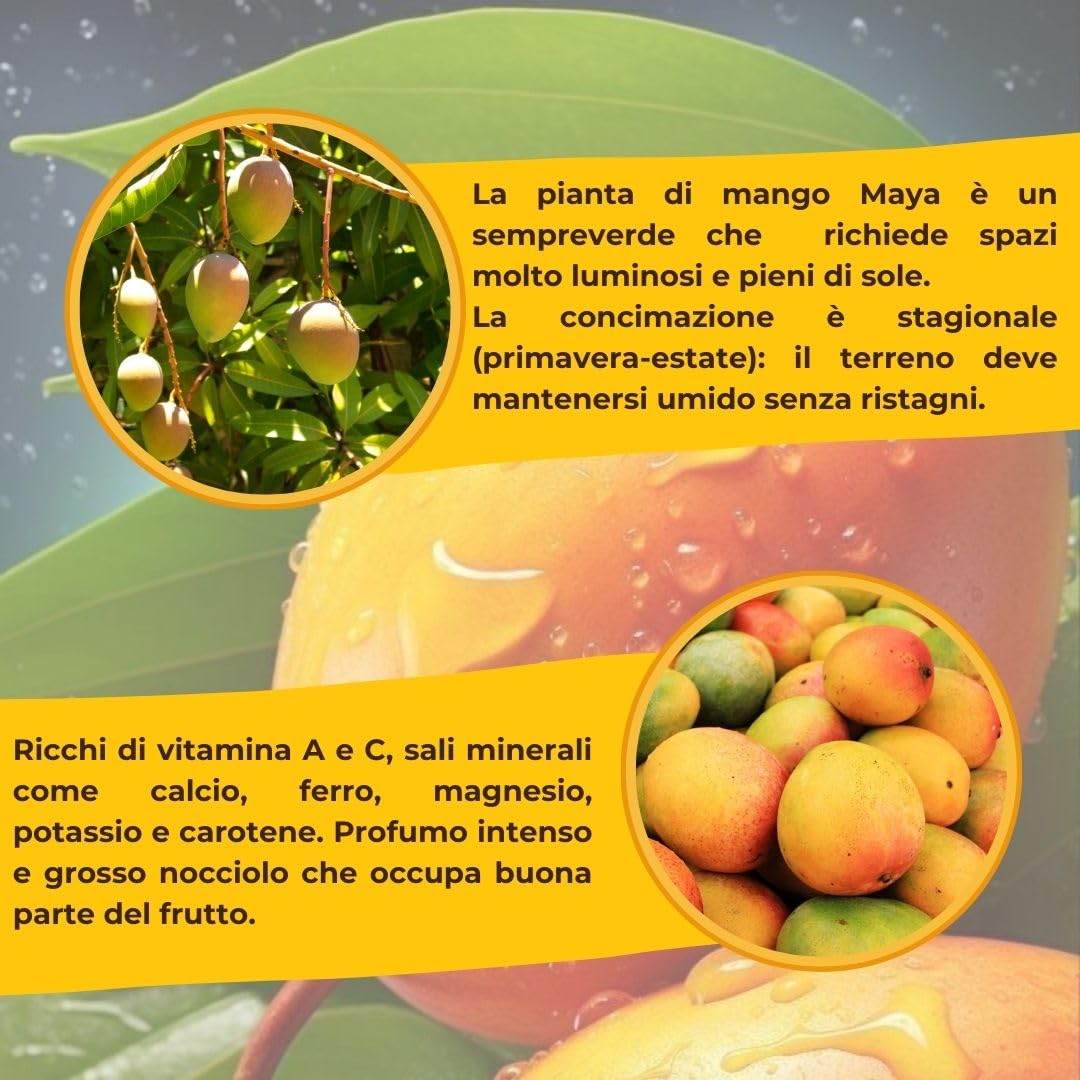 Pianta di Mango Indica Maya Innestata, H140cm