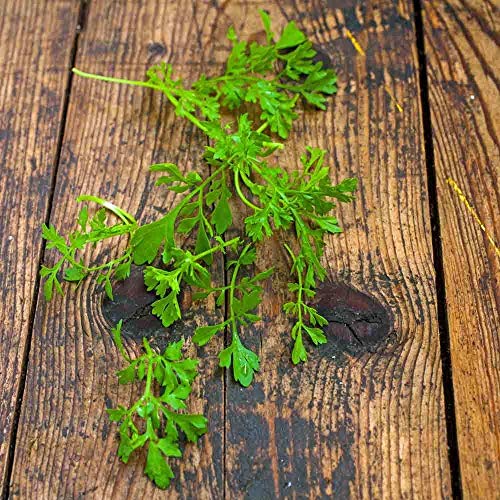 150 Semilla de jardín Berro - Lepidium sativum