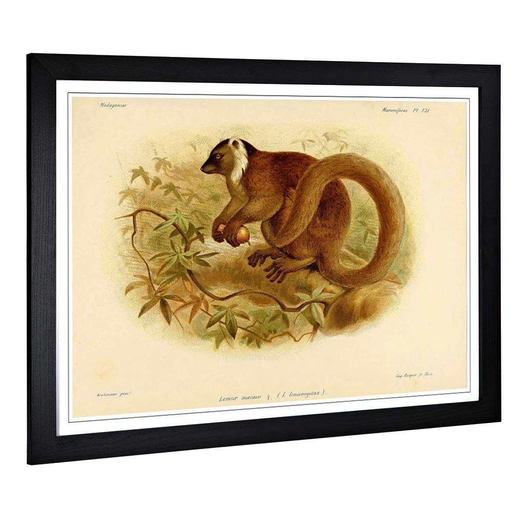 Big Box Art Framed Print of Vintage J.G. Keulemans Black Lemur Design | Wall Art Picture | Home Decor for Kitchen, Living Room, Bedroom, Hallway, A2 / 24.5x18 Inch / 62x45cm