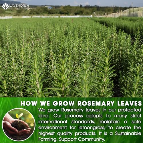 Image of Lavendium, 20 Rosemary Leaf Tea Bags, Made of 100% Natural Rosemary Dried Leaves, Rosemary Herbal Tea, No Additives, No Caffeine, No Gluten, Vegan.