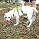 BELPRO Mehrzweck-Hundegeschirr, ausbruchsicher, kein Ziehen, reflektierend, verstellbare Weste mit strapazierfähigem Griff, Hundegeschirr für große/aktive Hunde(Grün, M)