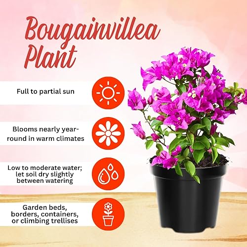 Miniatura 2 de Juego de 2 plantas de buganvillas vivas, enredaderas con flores arraigadas, buganvillas bien arraigadas, jardín o patio al aire libre (morado)