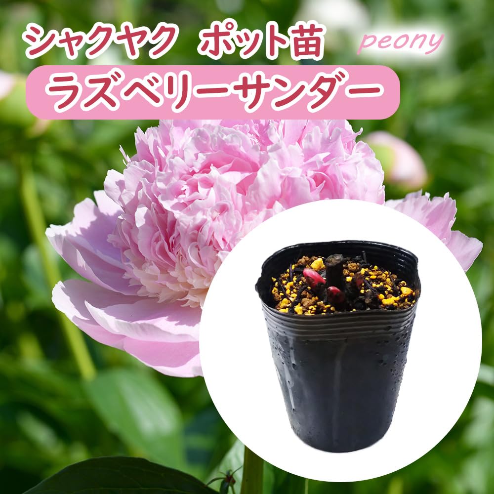 Amazon.co.jp: 選べる「 シャクヤク (芍薬) ポット苗 」12cmポット